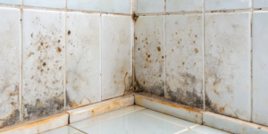 green mold growing near a bathroom tile Close-up of green mold growing on bathroom tile